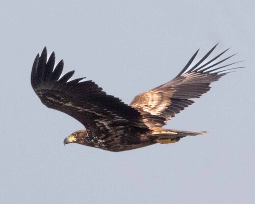 White-tailed Eagle