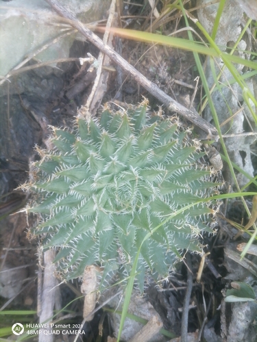 Haworthia decipiens