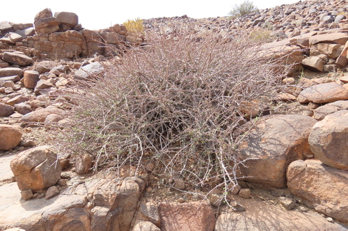 Commiphora namaensis