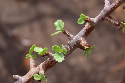Commiphora namaensis