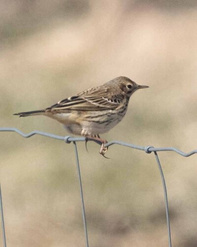 Meadow Pipit
