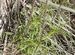 Dysodiopsis tagetoides