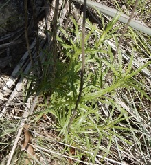 Dysodiopsis tagetoides