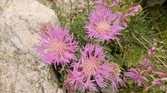 Psephellus caucasicus