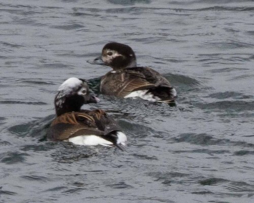 Long-tailed Duck