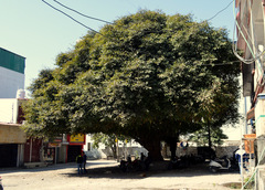 Ficus ingens