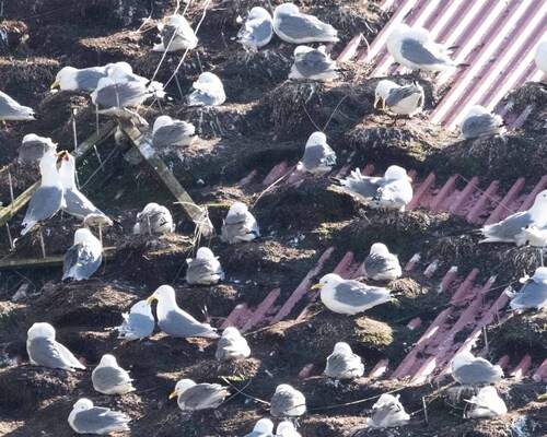 Black-legged Kittiwake