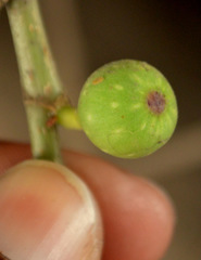 Ficus ingens