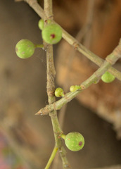 Ficus ingens