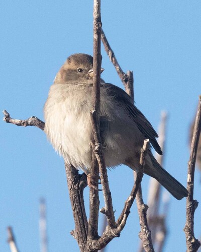 House Sparrow
