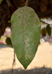 Ficus ingens