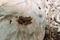 Epipedobates machalilla