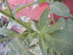 Nicotiana obtusifolia