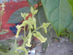 Nicotiana obtusifolia