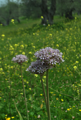 Allium nigrum