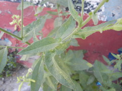 Nicotiana obtusifolia