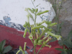 Nicotiana obtusifolia