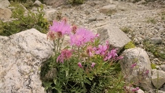 Psephellus caucasicus