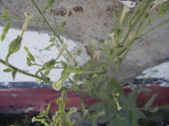 Nicotiana obtusifolia