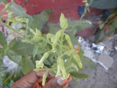 Nicotiana obtusifolia