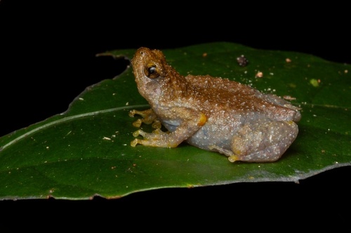 Bornean Tree Hole Frog, Metaphrynella sundana