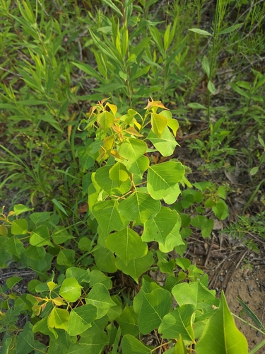 Chinese Tallow
