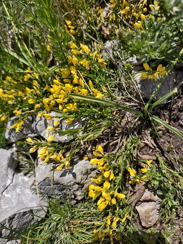 Genista januensis, photograph 2