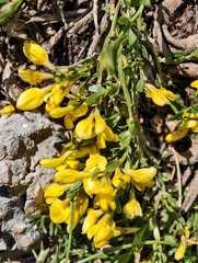 (c) fmunoz, some rights reserved (CC BY) Genista januensis, photograph (c) fmunoz, some rights reserved (CC BY)