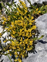 Genista januensis