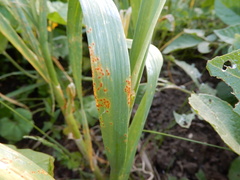 Ferrugem (Puccinia allii)