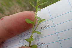 Lysimachia minima