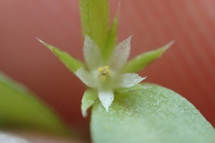 Lysimachia minima