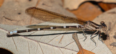 Argia sedula
