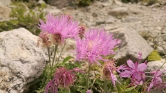 Psephellus caucasicus