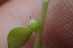 Lysimachia minima