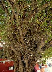Ficus ingens