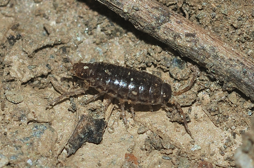 Chaetophiloscia elongata