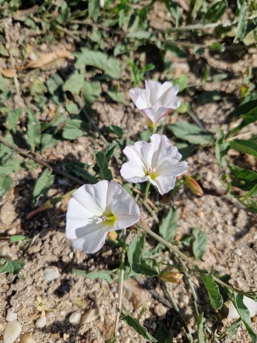field bindweed