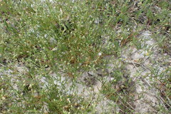 Spergularia echinosperma