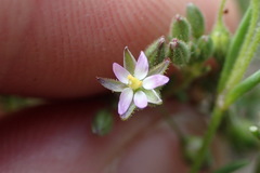 Spergularia echinosperma