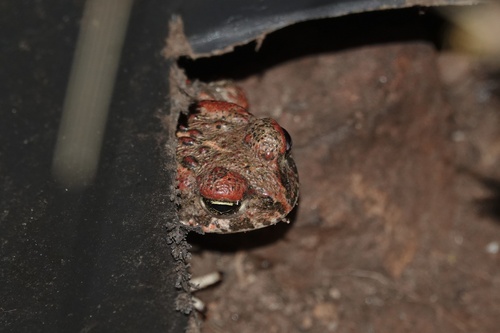 Natterjack Toad