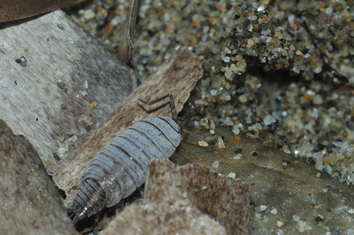 Porcellionides sexfasciatus