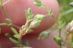 Spergularia echinosperma