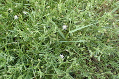 Spergularia echinosperma