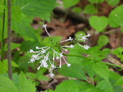 Valeriana pauciflora, photograph (c) mmp133, some rights reserved (CC BY)