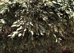Ficus ingens