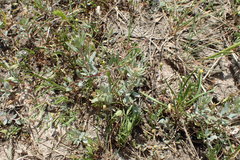 Atriplex texana