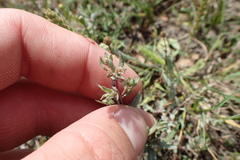 Atriplex texana