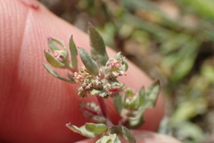 Atriplex texana