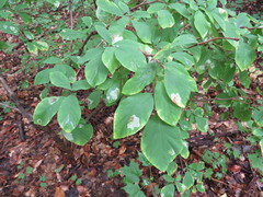 Leucanthiza dircella